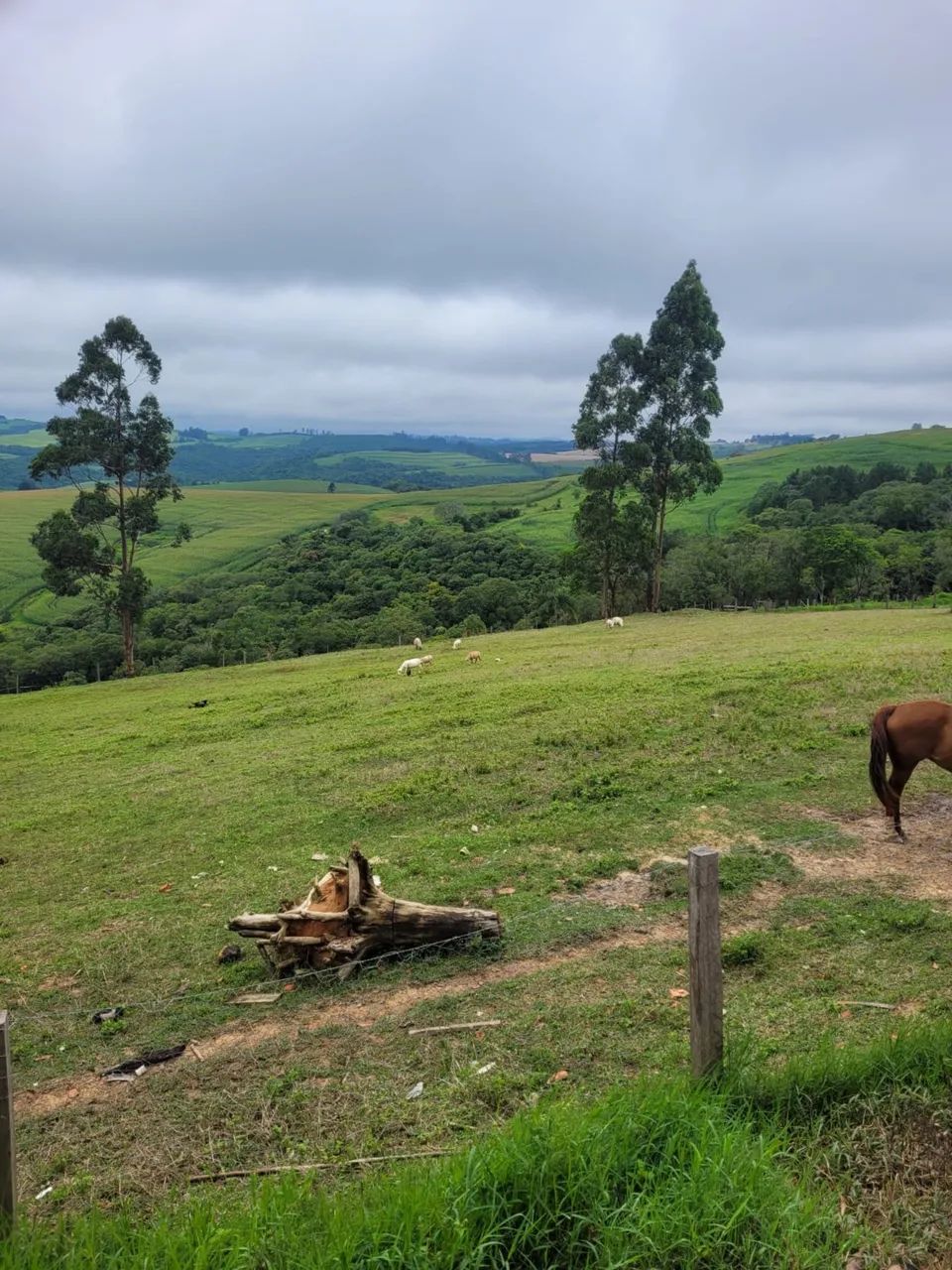 Chácara 2 alqueire com barracão em Ventania Pr - Foto 2