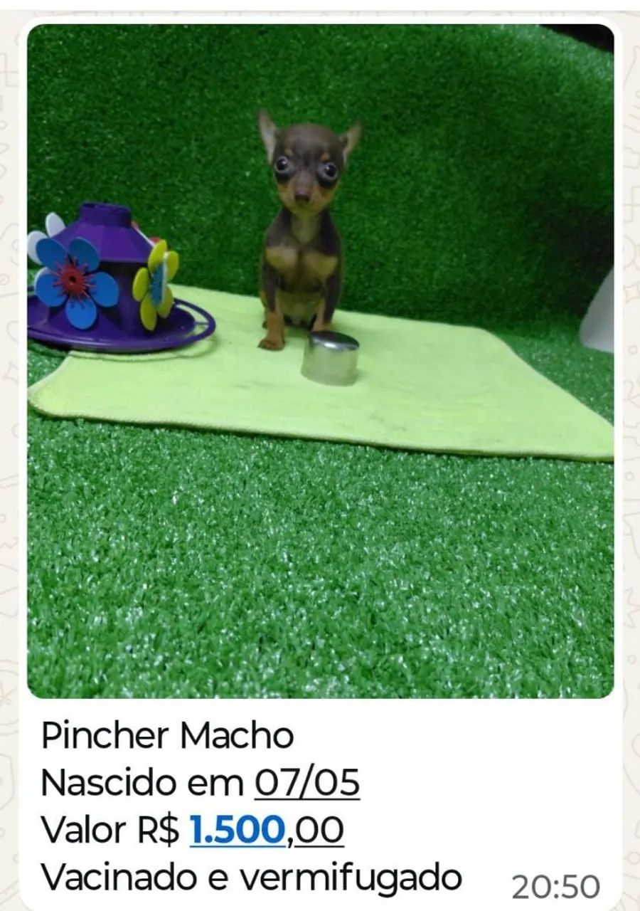 Vendo Filhotes da Raça Pincher
