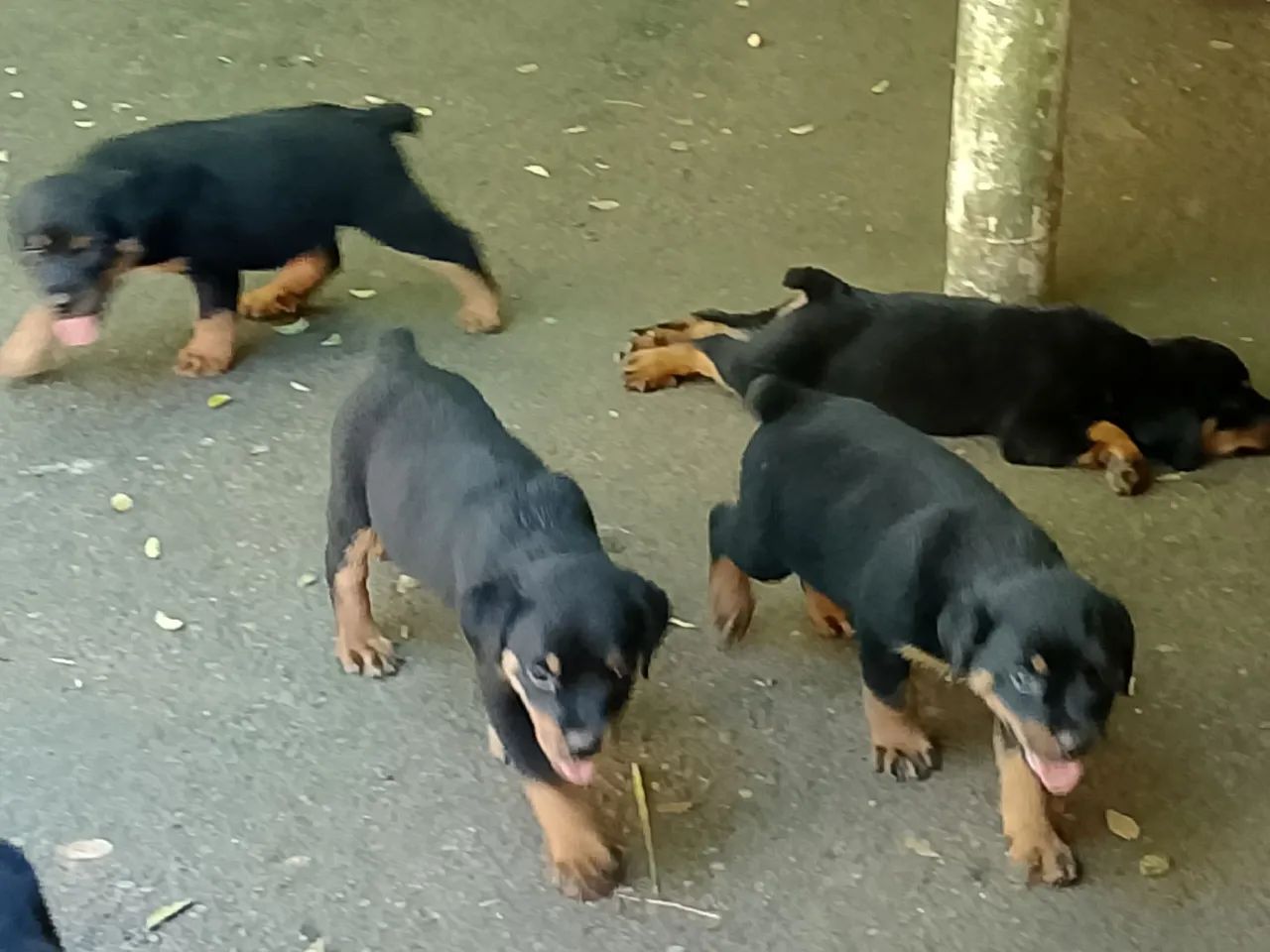 cães a venda 