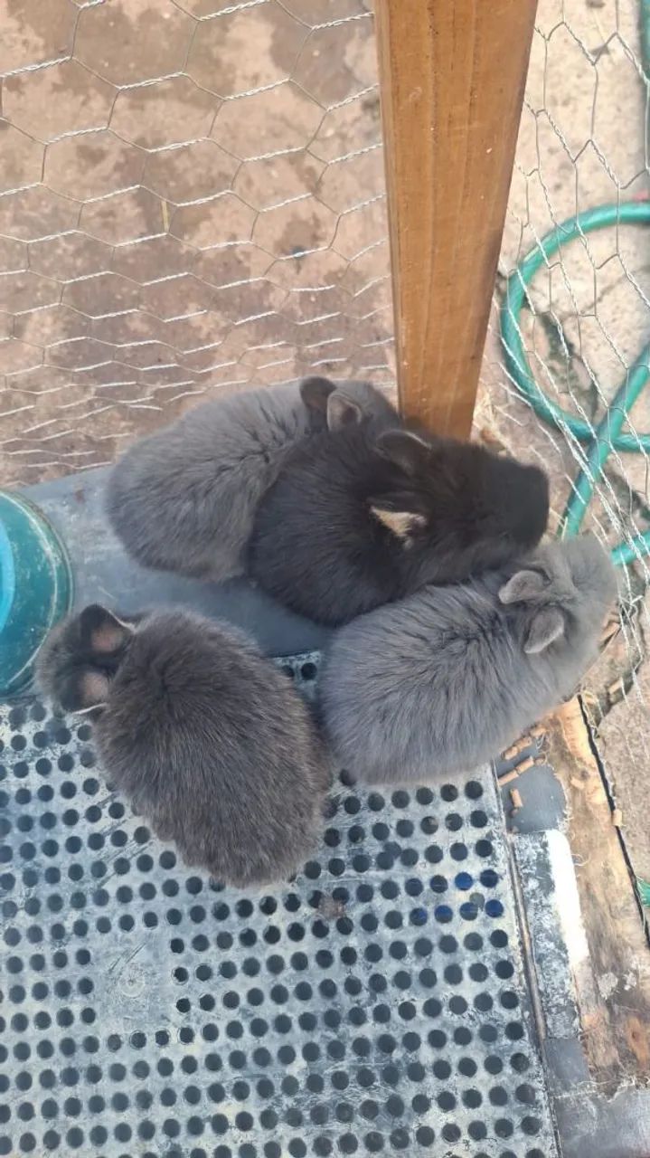 Mini coelho  - Foto 2