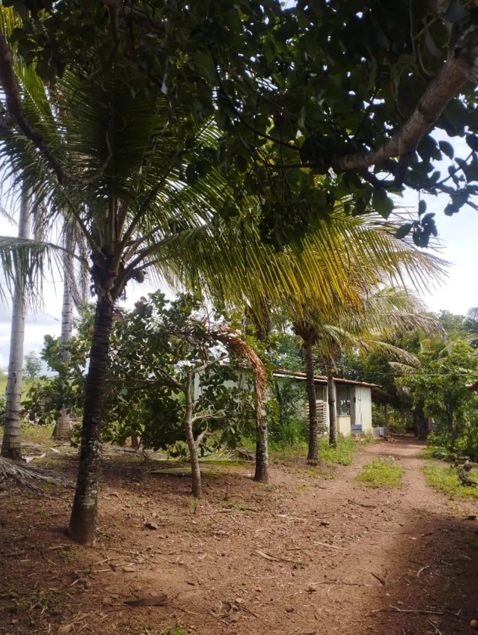 Chacara em Avelinòpolis com corrego - Foto 5