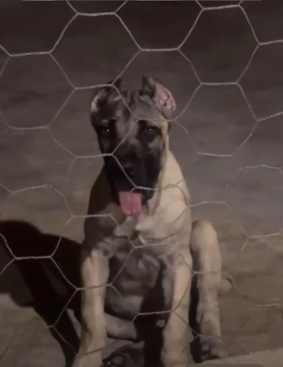 VENDE -SE FILHOTE CANE CORSO  - Foto 2