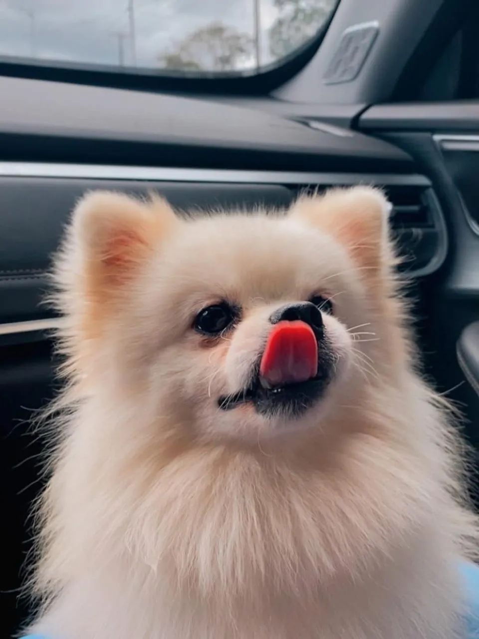 Lulu da pomerania 1 ano e 8 meses