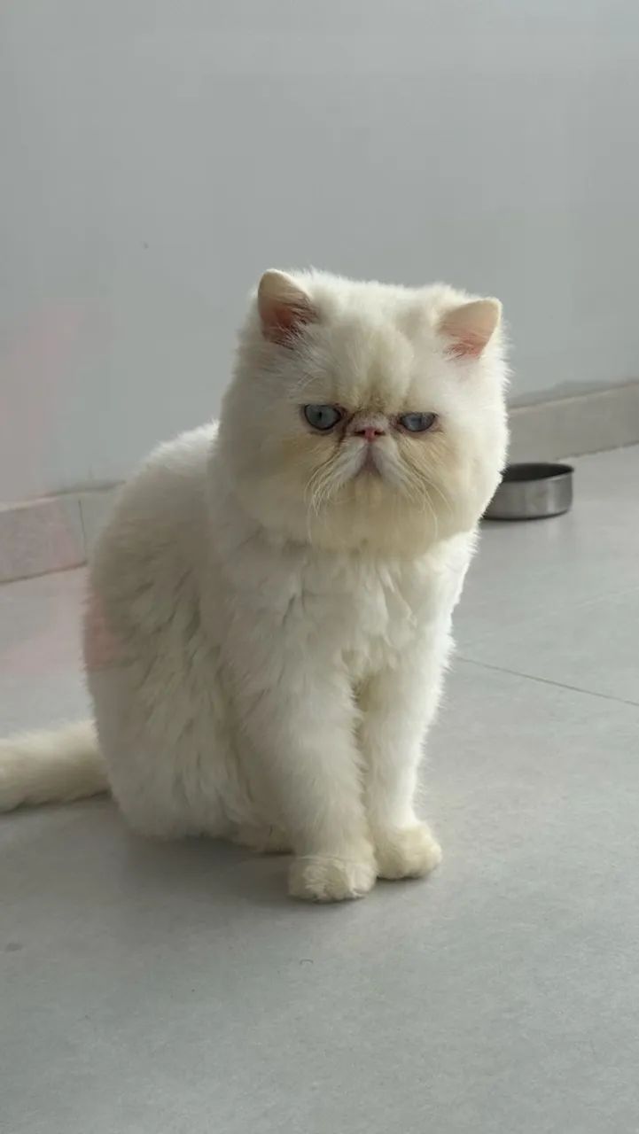 Gato macho