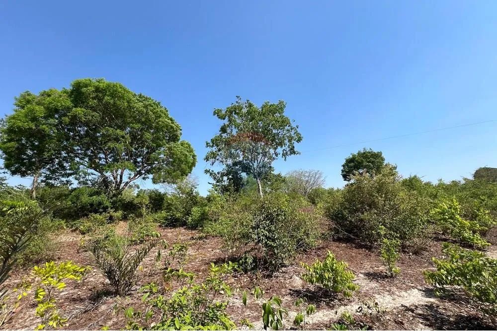 Fazenda à Venda em Araguaína - TO. - Foto 5