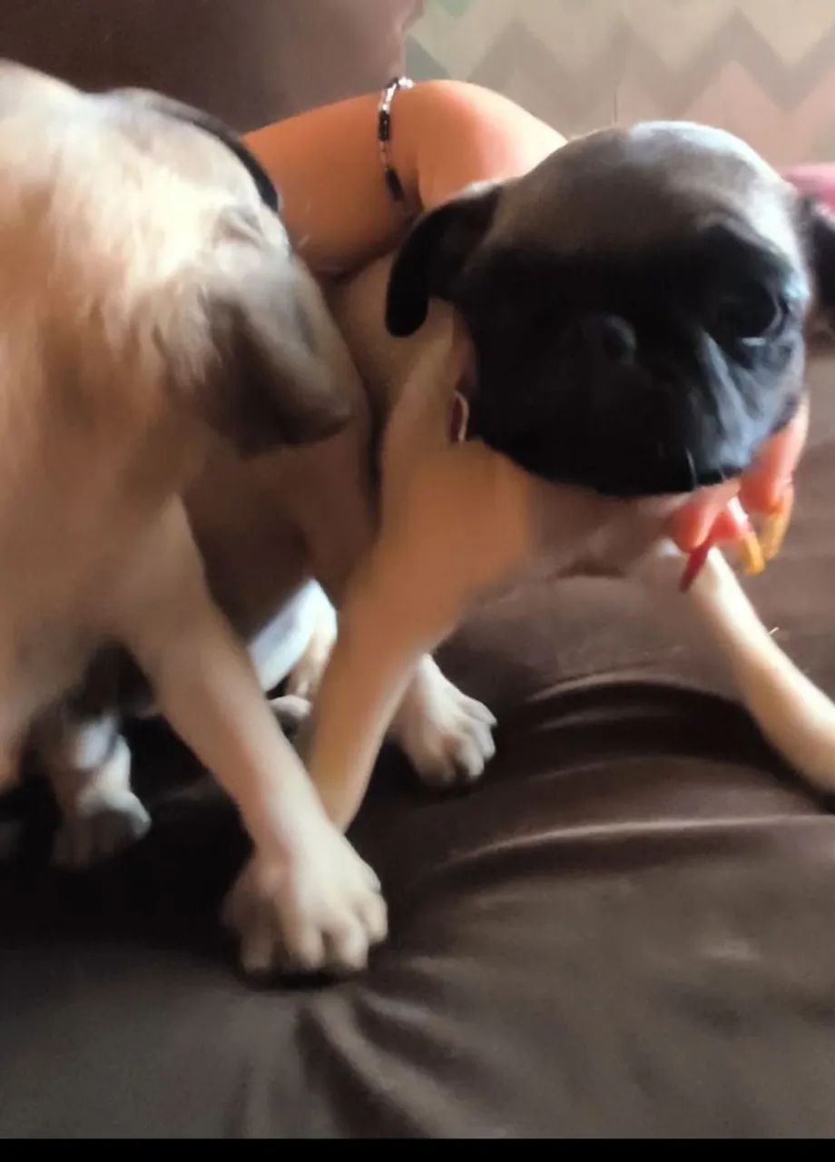 Pug - Foto 3