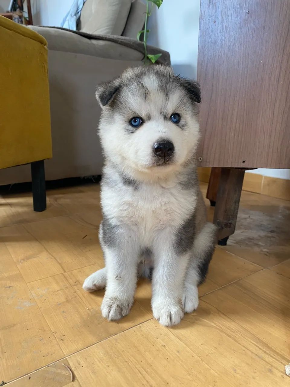 Filhotes de husky siberiano 