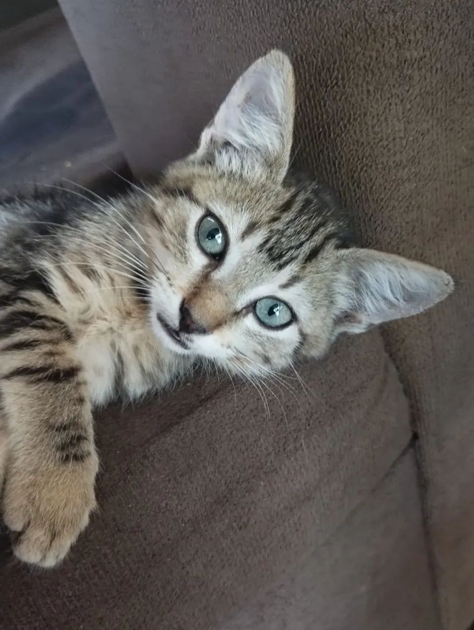 Gato 