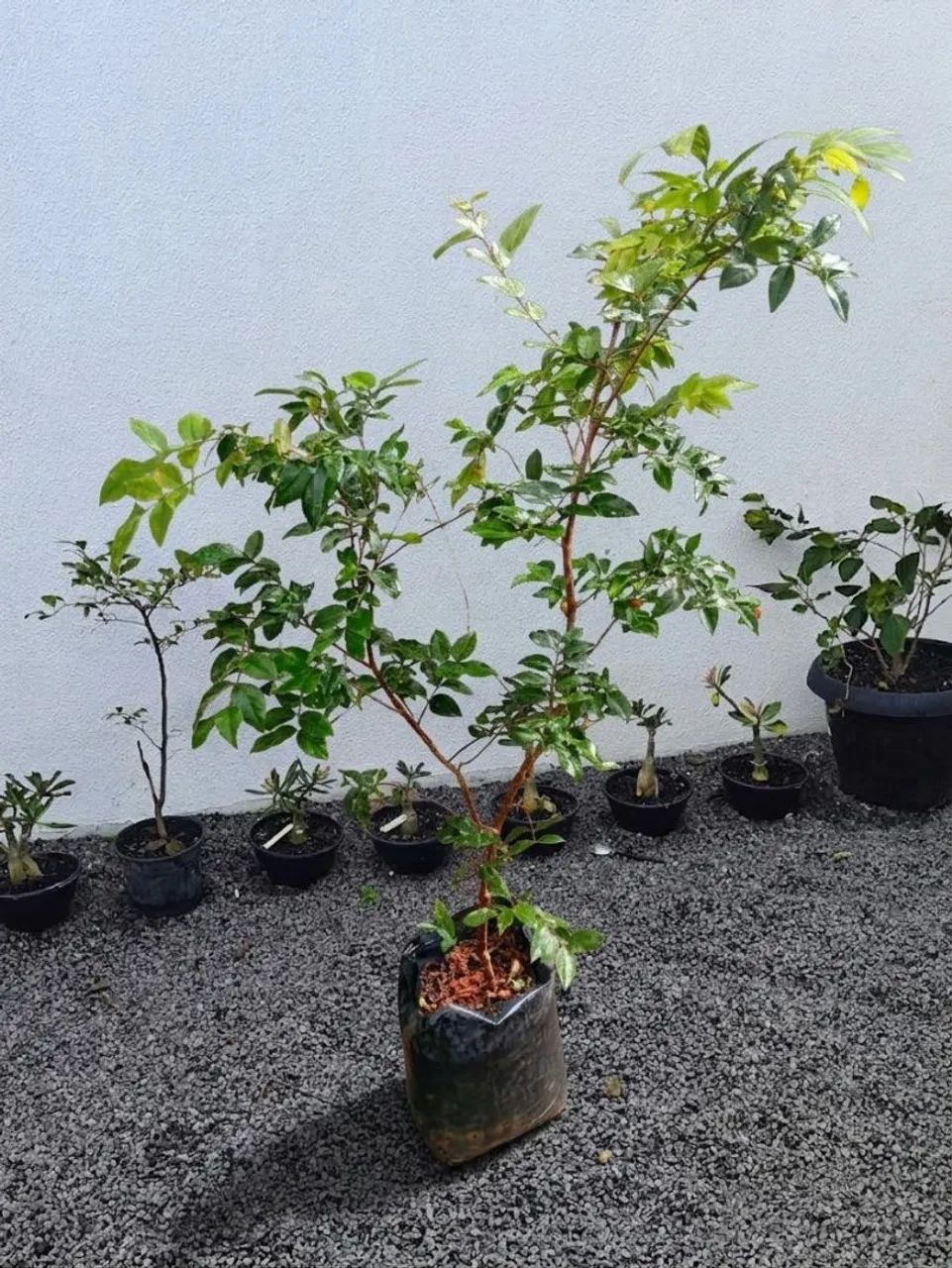 Jaboticaba híbrida já produzindo  - Foto 3