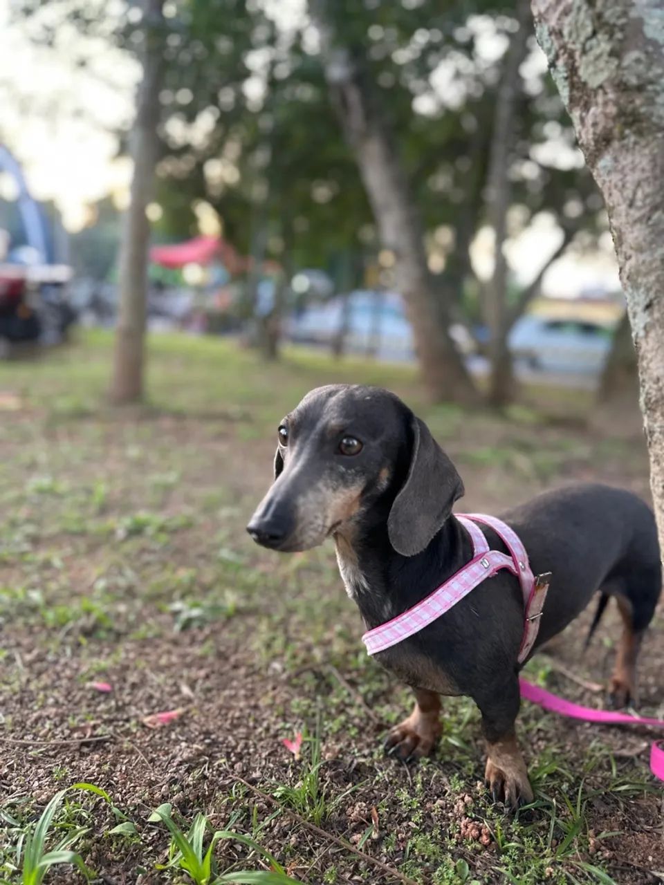 Dachshund  - Foto 3