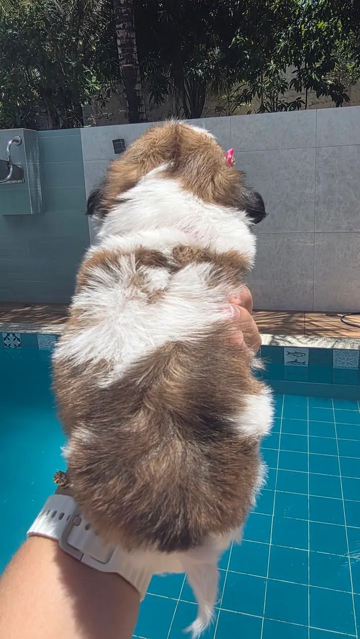 Shih tzu fêmea e macho disponível.. - Foto 5