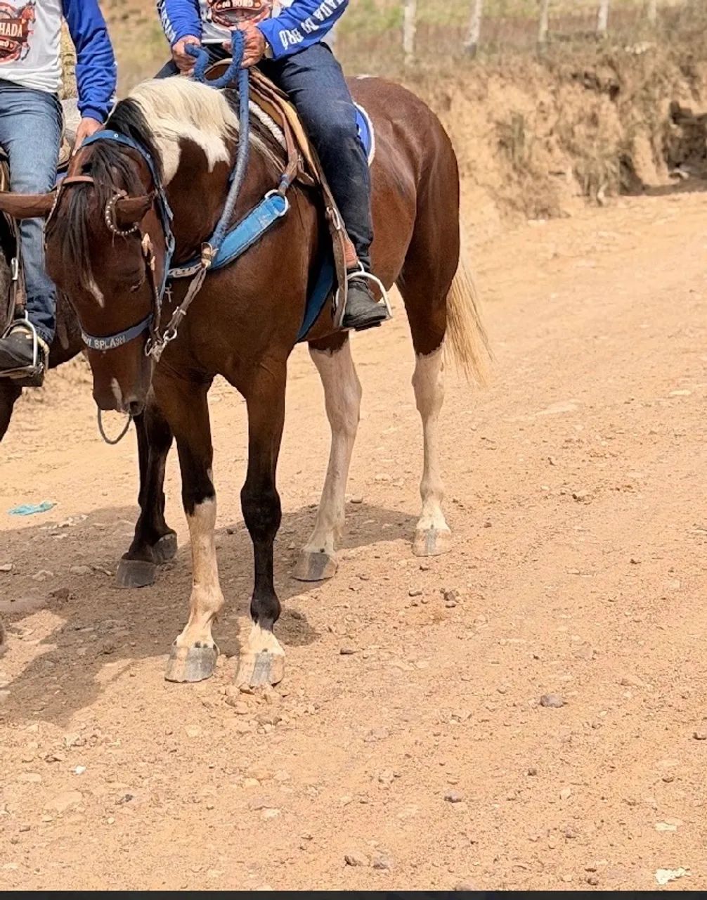 Cavalo - Foto 2