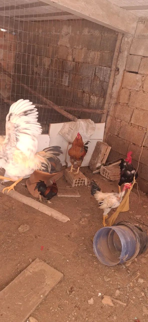 Frango caipira  - Foto 2