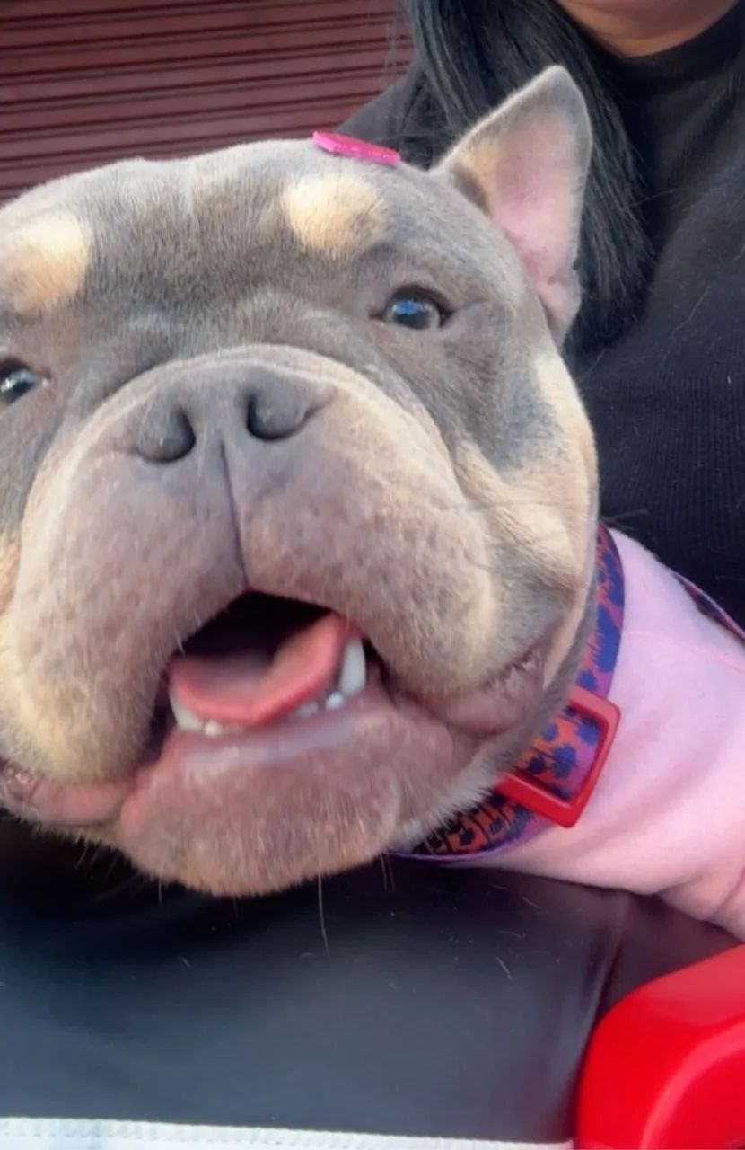 American bully nano  - Foto 2