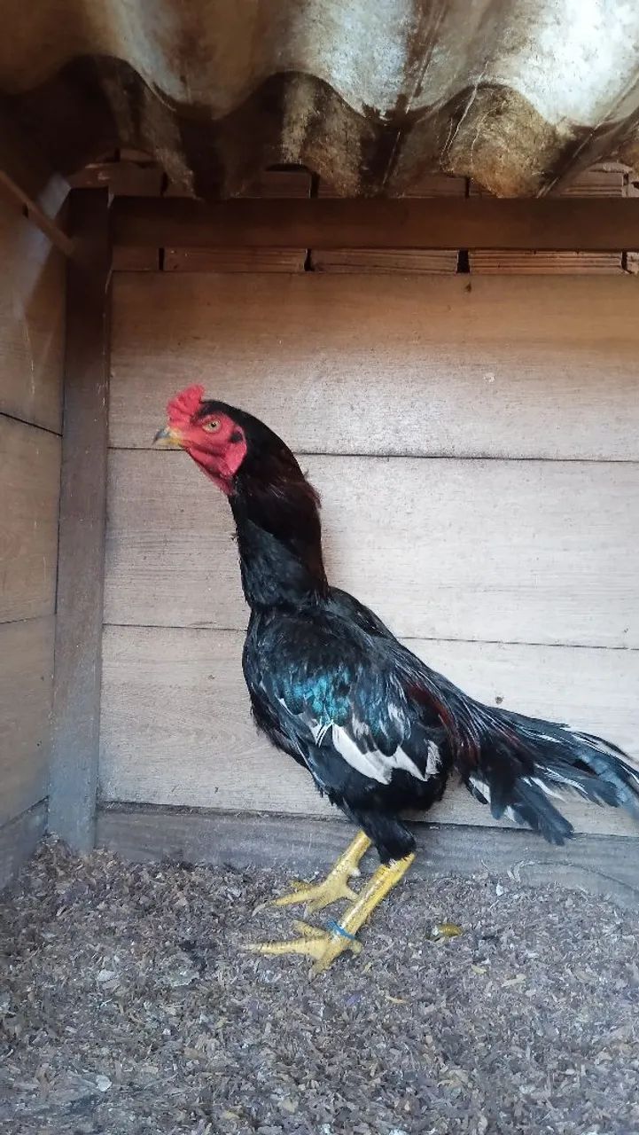 Frango  - Foto 2