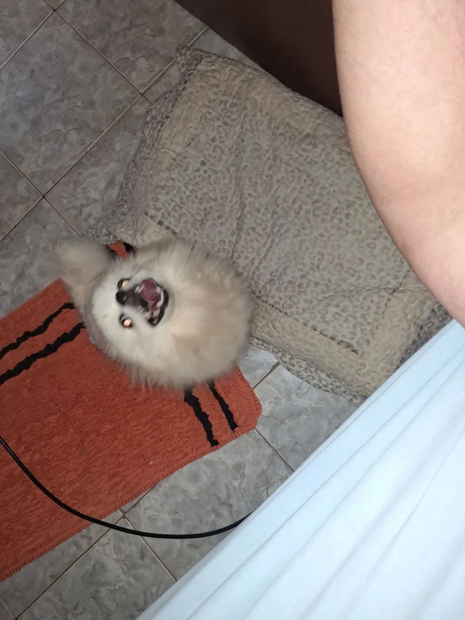 PROC. Spitz Alemão macho cobertura. - Foto 5