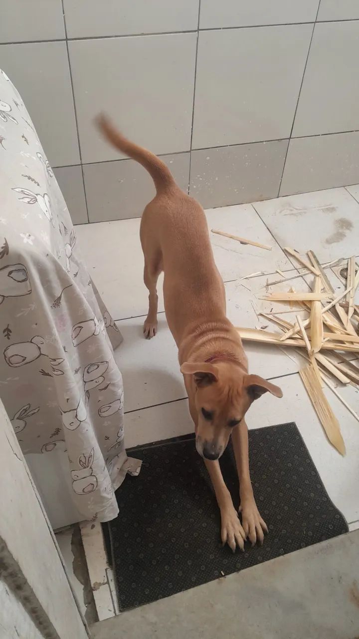 Doação  - Foto 4