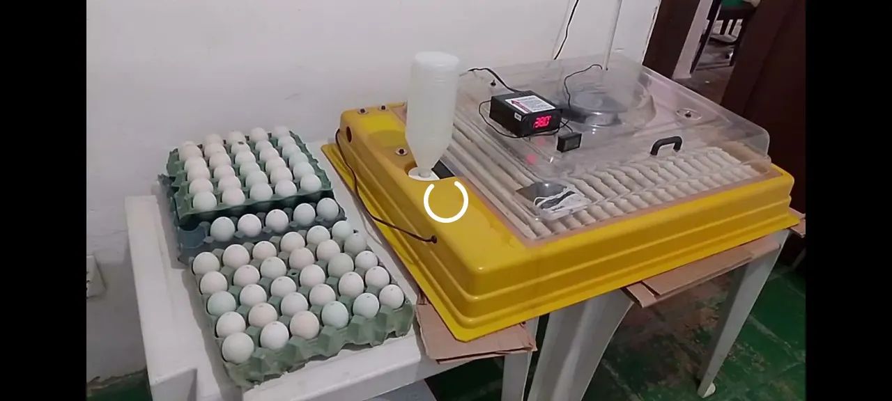 Ovos de galinhas e patos 