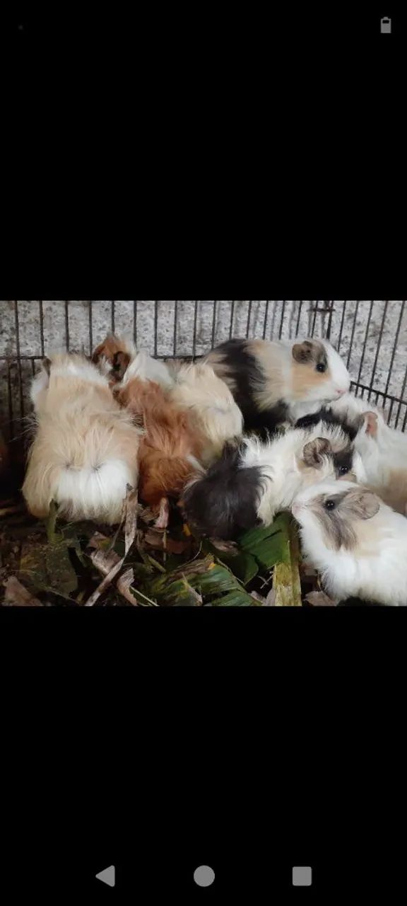 Porquinhos Peruanos e Sheltie  - Foto 3