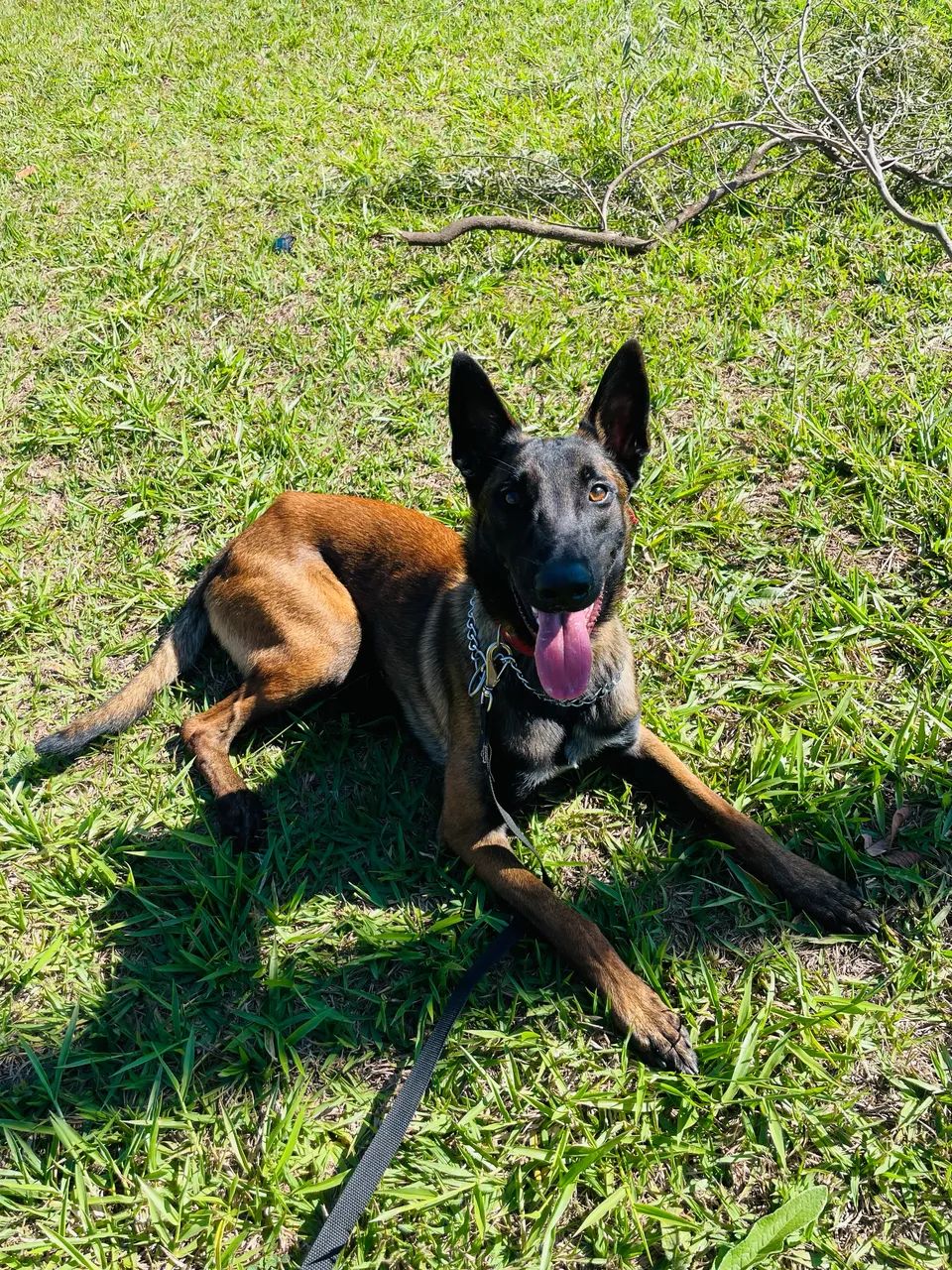 Pastor belga malinois  - Foto 4