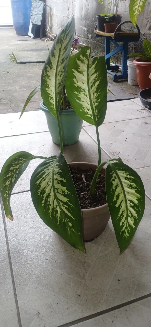 Planta Comigo Ninguém Pode 