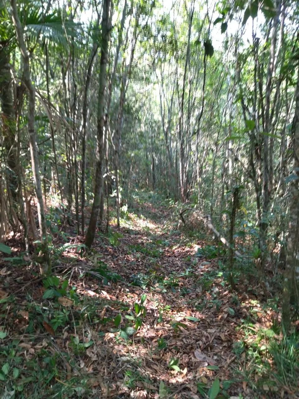 Oportunidade Sitio - Foto 5