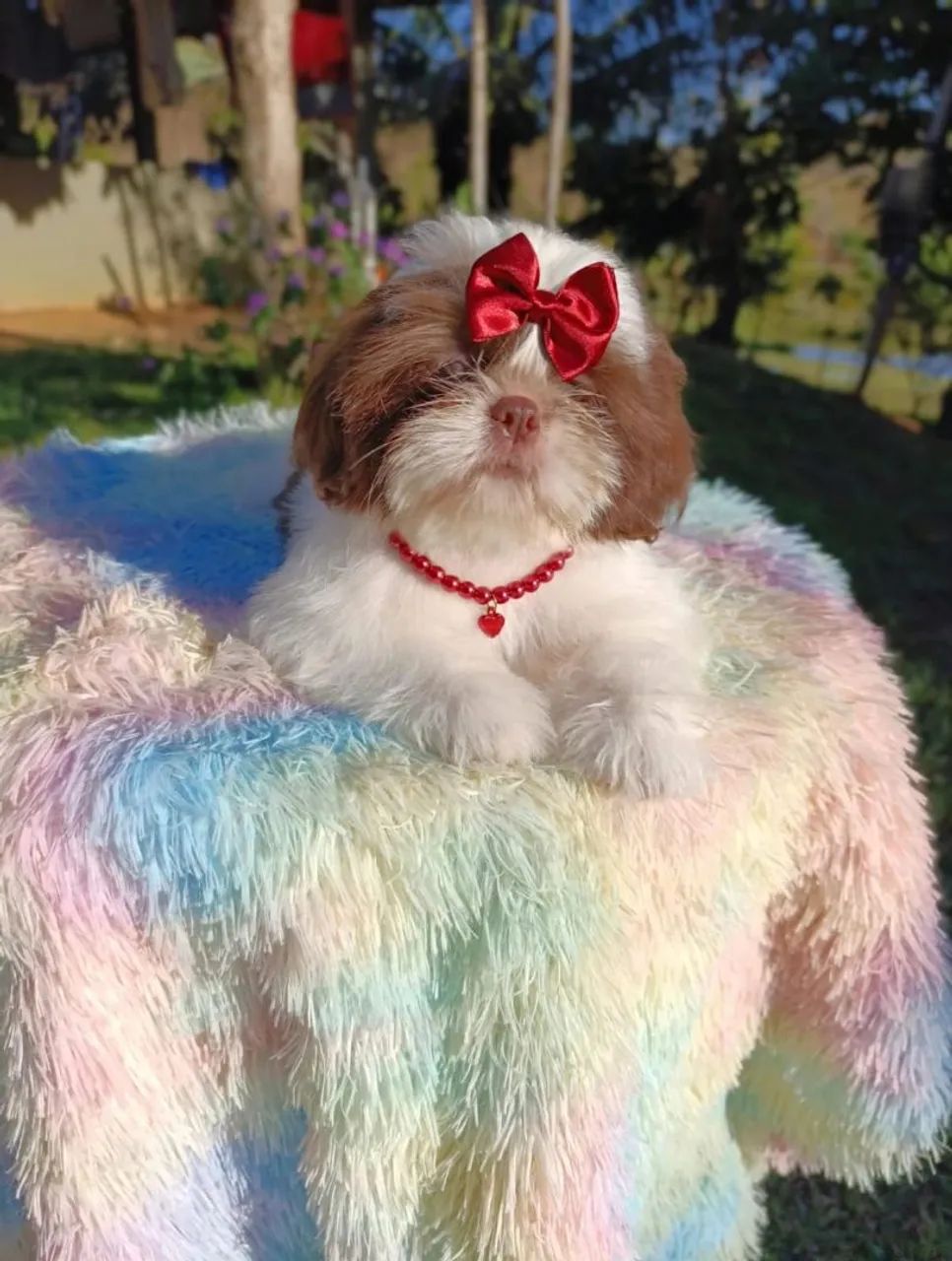 Shihtzu  - Foto 2