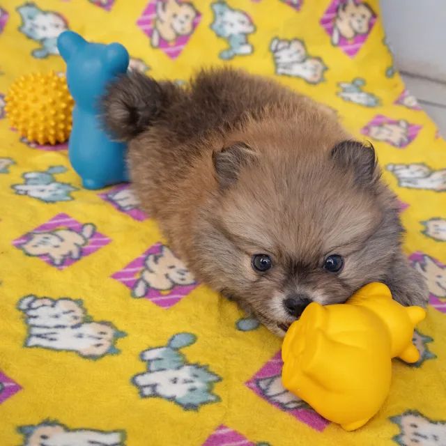 Filhotes de Lulu da Pomerânia - 60 dias, vacinados, criação familiar - Foto 2