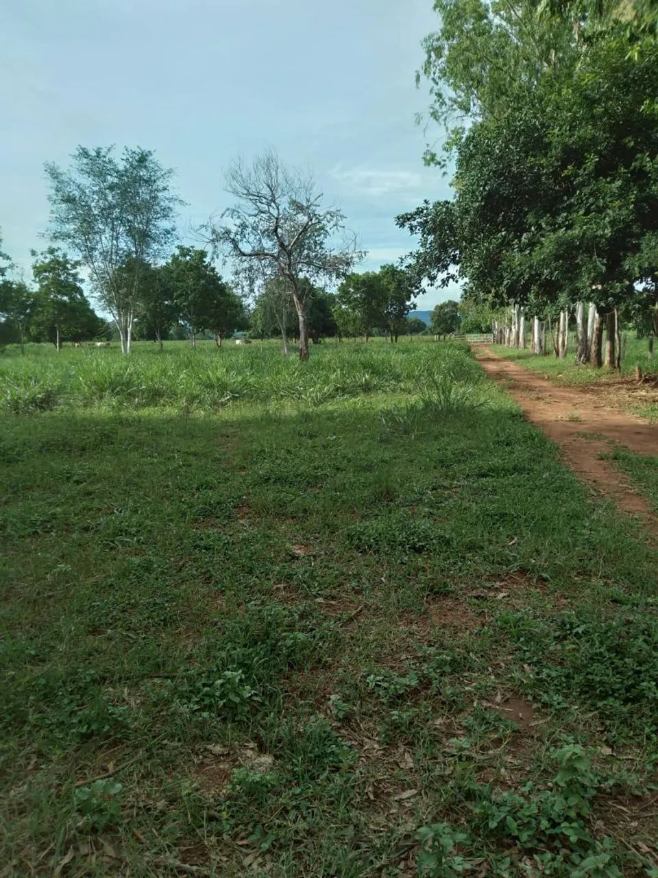 Sítio 27 hectares  - Foto 3