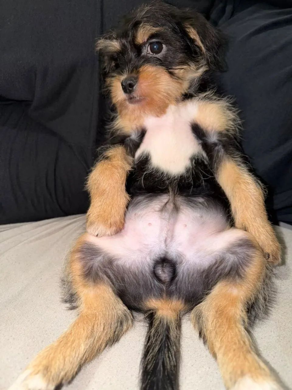 Calvin - Foto 2