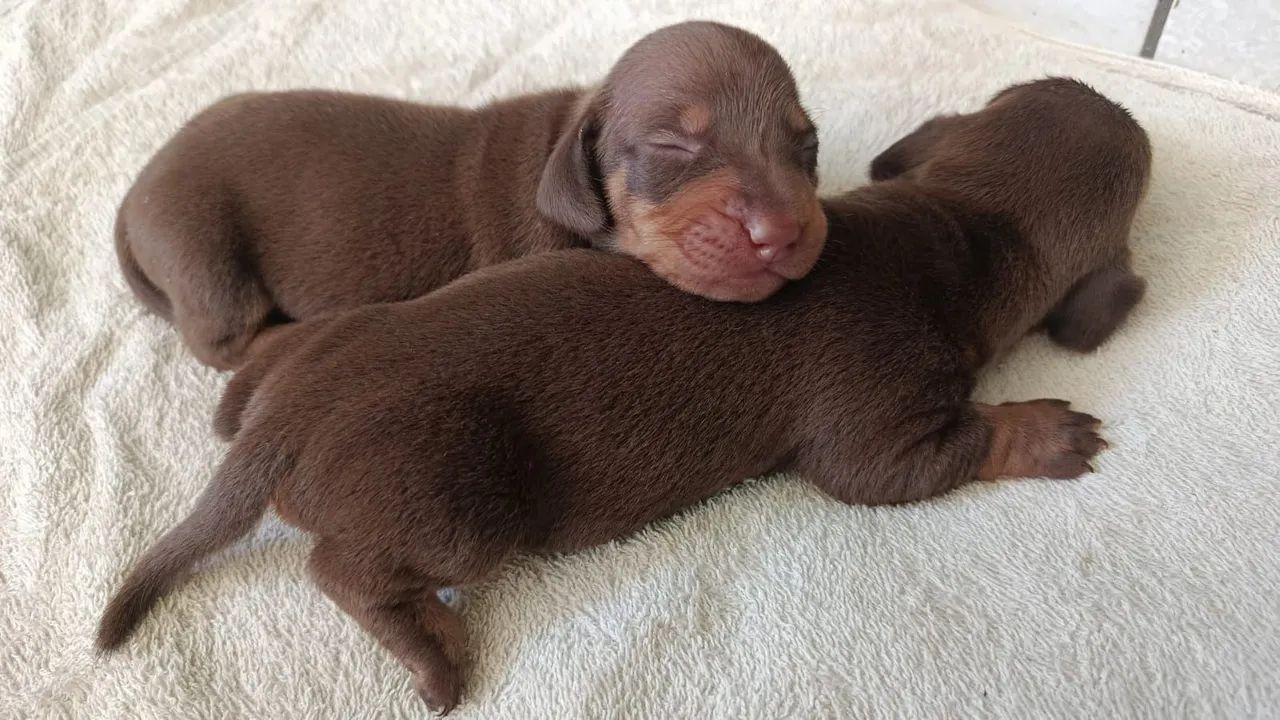 Dachshund pelo curto !!! - Foto 4