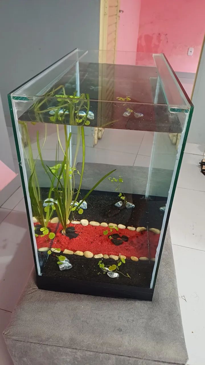 Aquário 90 Litros com plantas - Foto 2