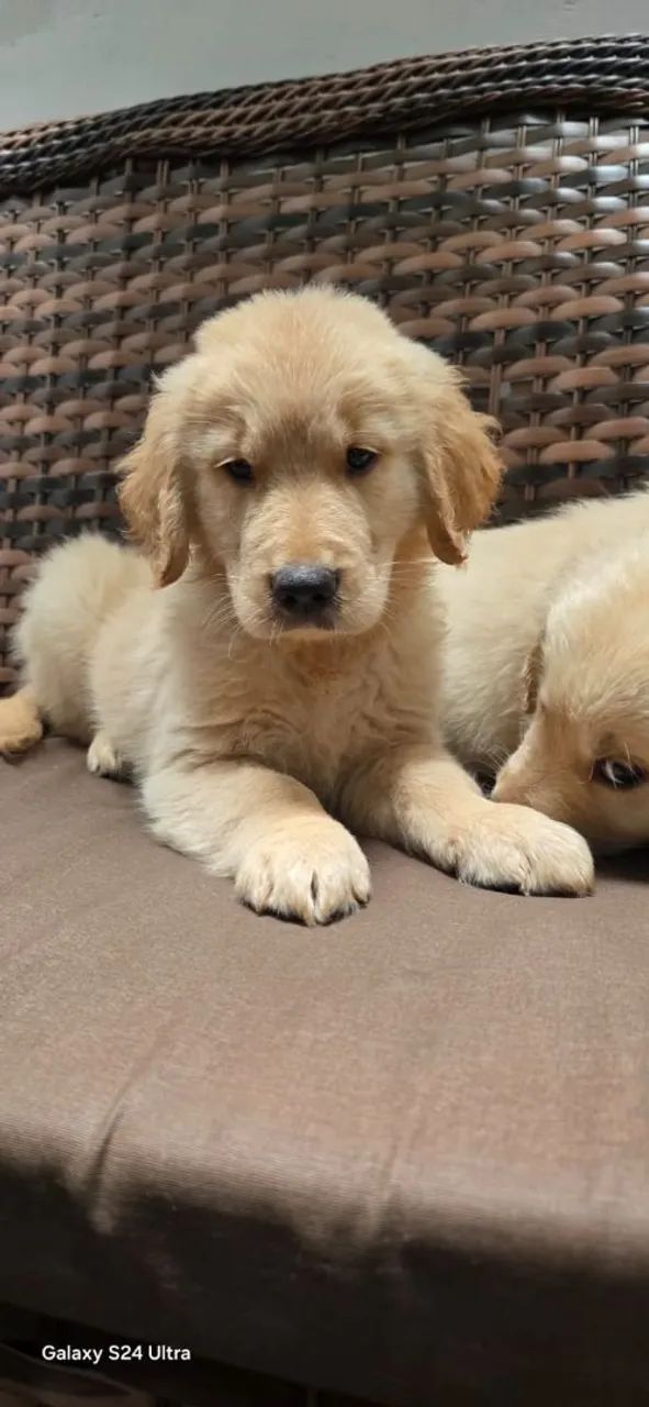 Golden Retriever  - Foto 4