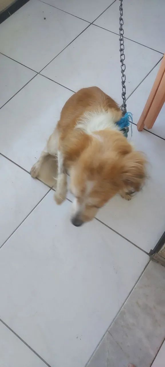 Doação Bob - Foto 4