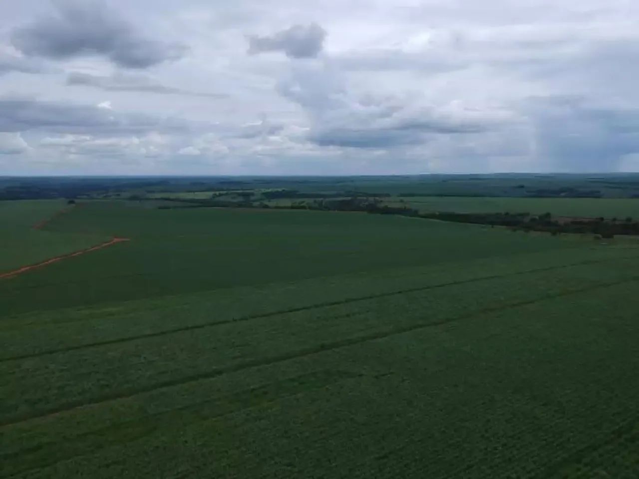 Fazenda com plantação amendoim  - Foto 5