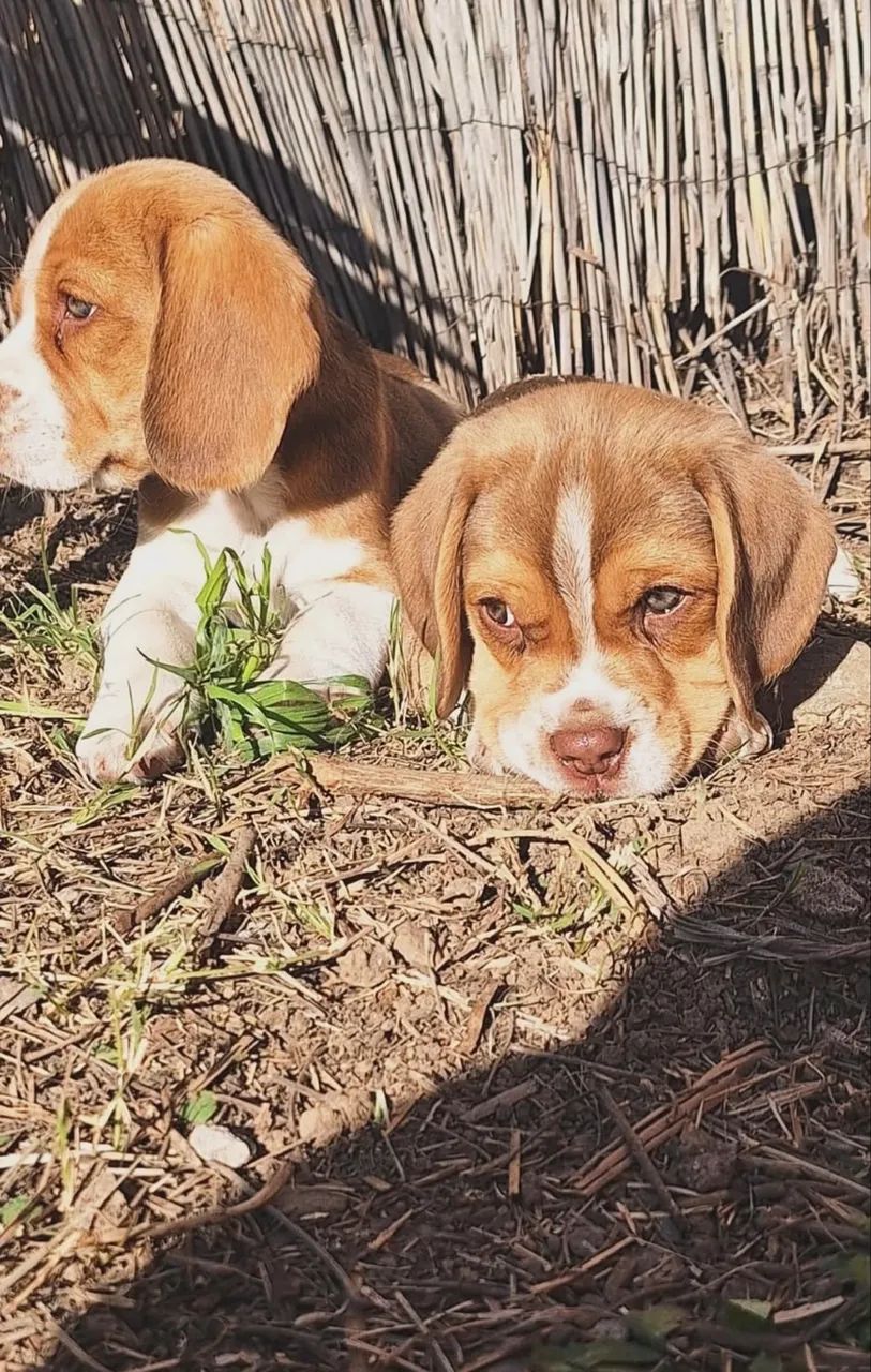  Beagle Macho tricolor 13 polegadas Chocolate 