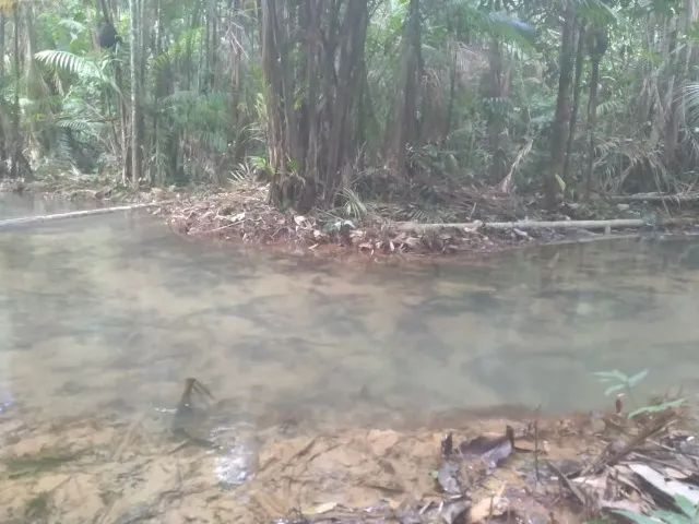 Terreno com Igarapé  - Foto 4