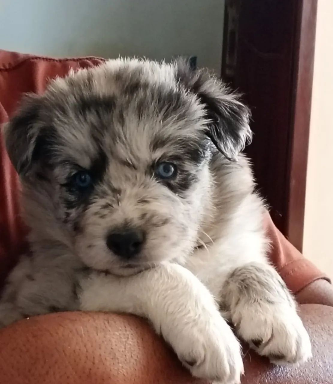 Filhotes de Border Collie 
