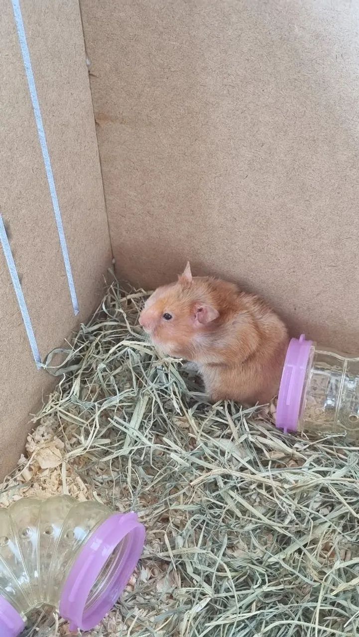 Doa-se Hamster - Foto 3