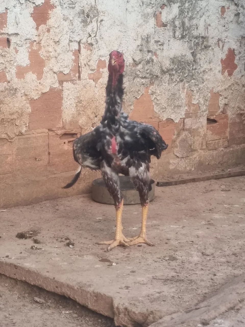 Frango  - Foto 5