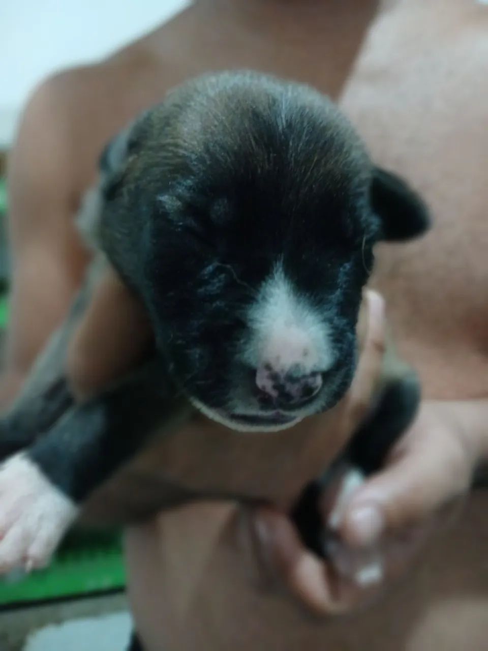 Pastor belga malinois 