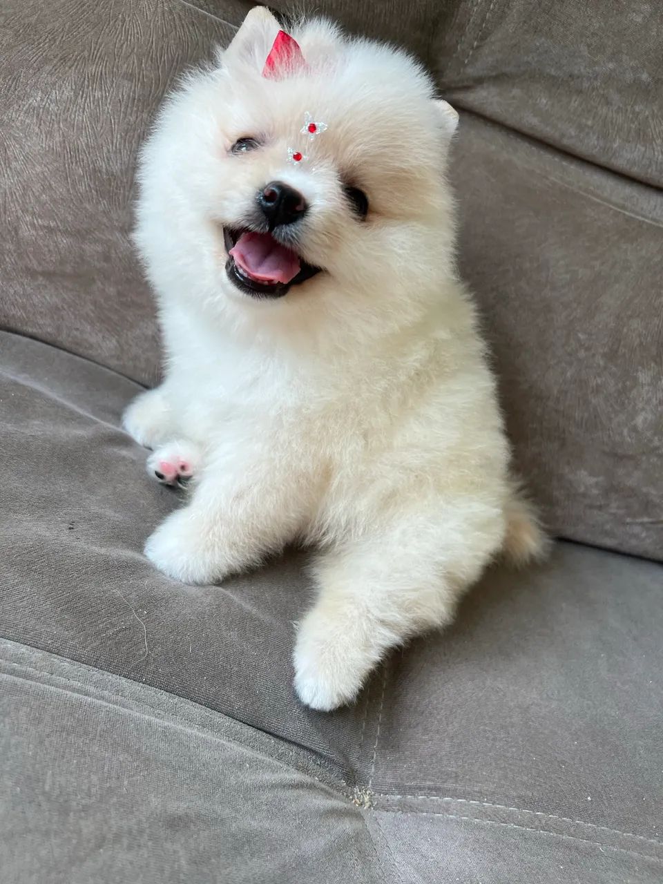 Spitz alemão fêmea - Foto 2