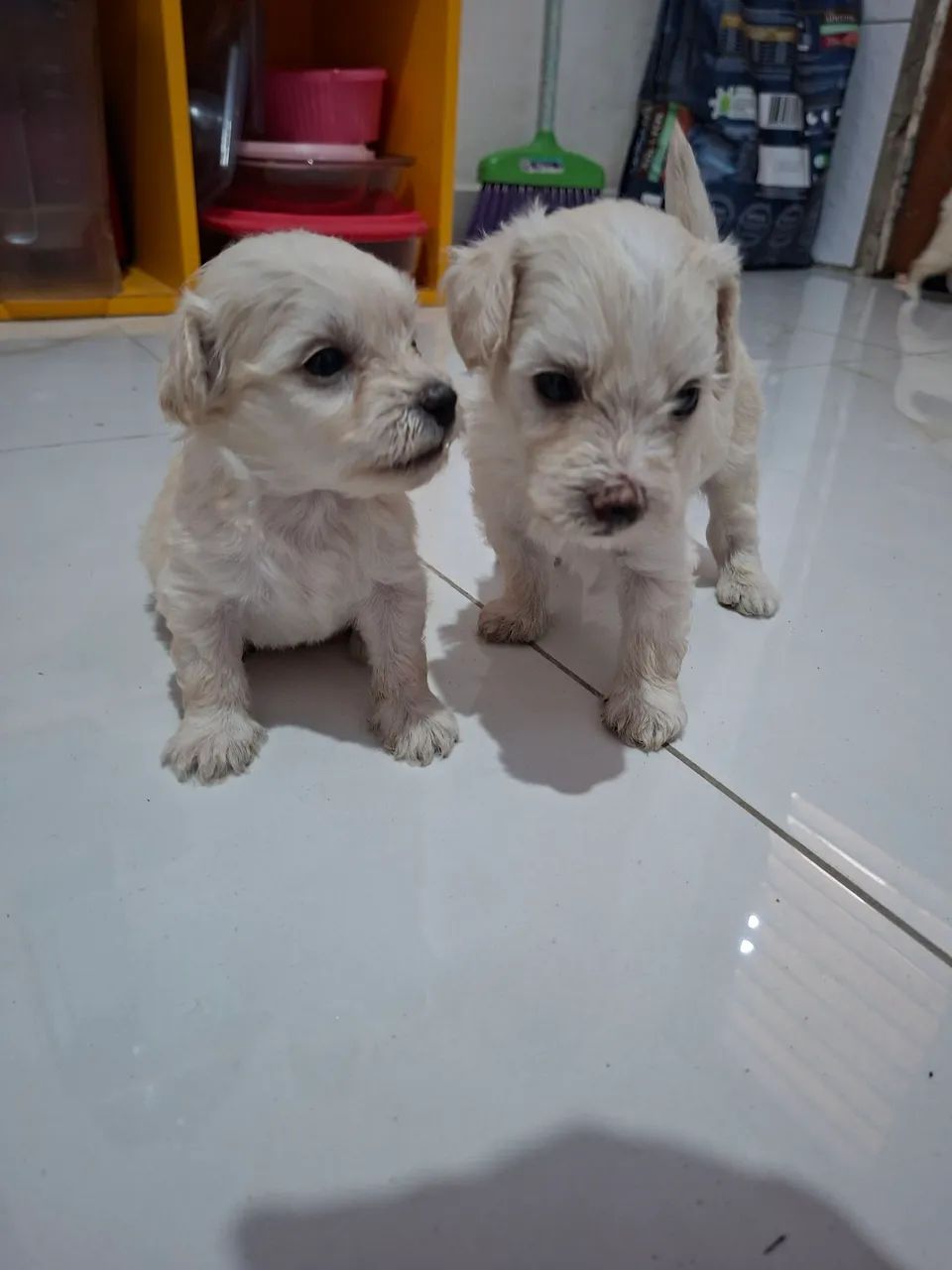 Filhote de Poodle  - Foto 4