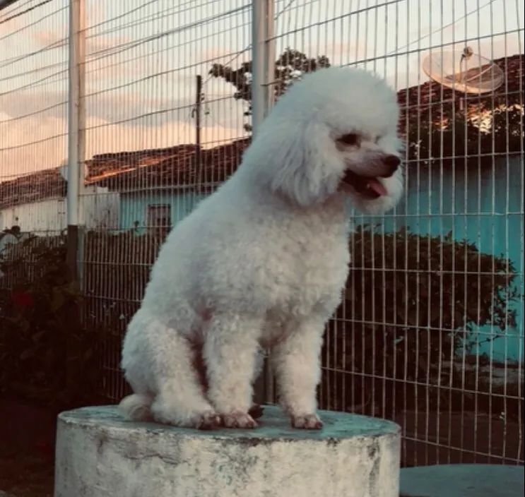 Poodle toy macho com pedigree - Foto 2