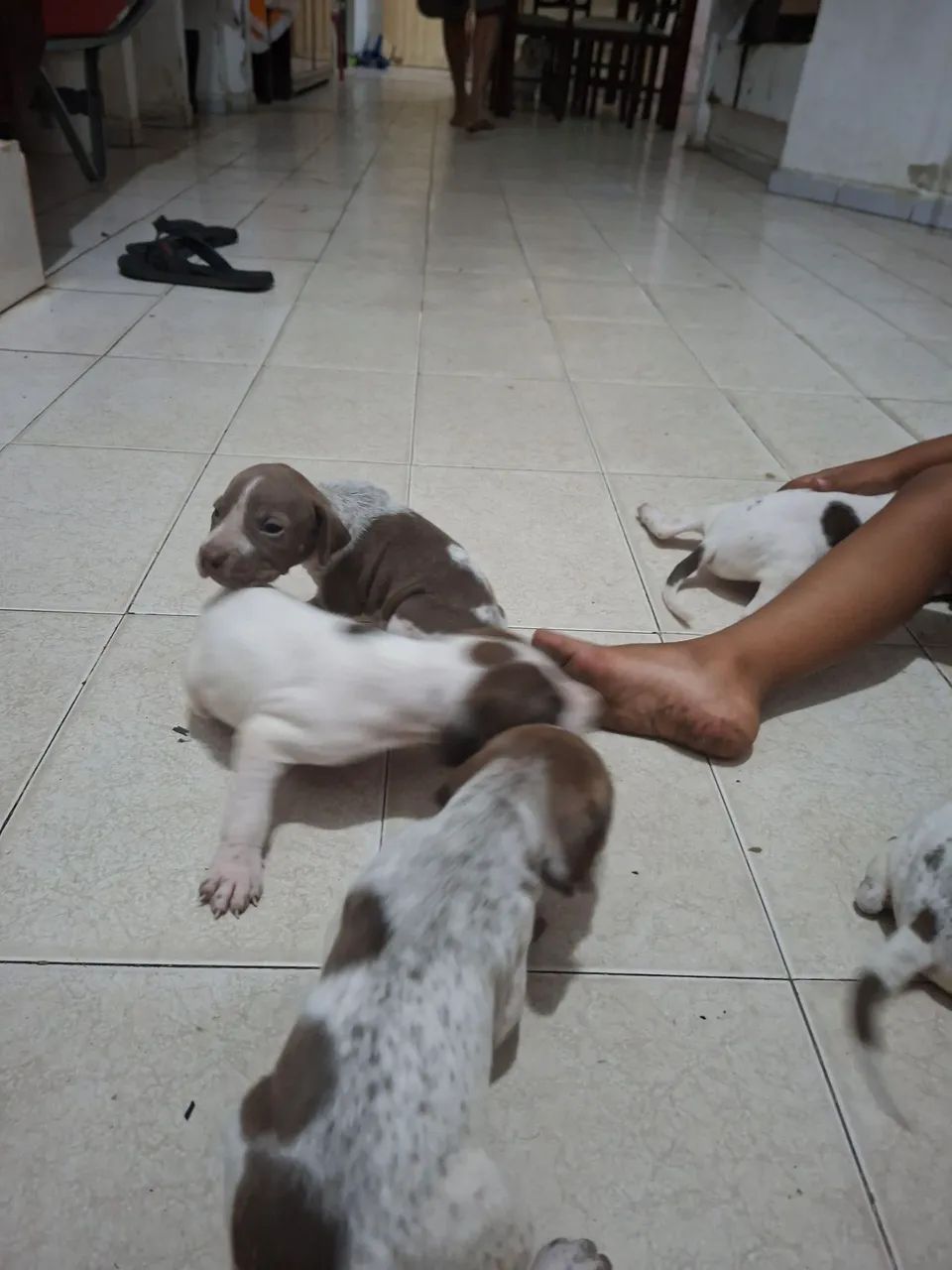 Filhote de cachorro  perdigueiro  - Foto 3