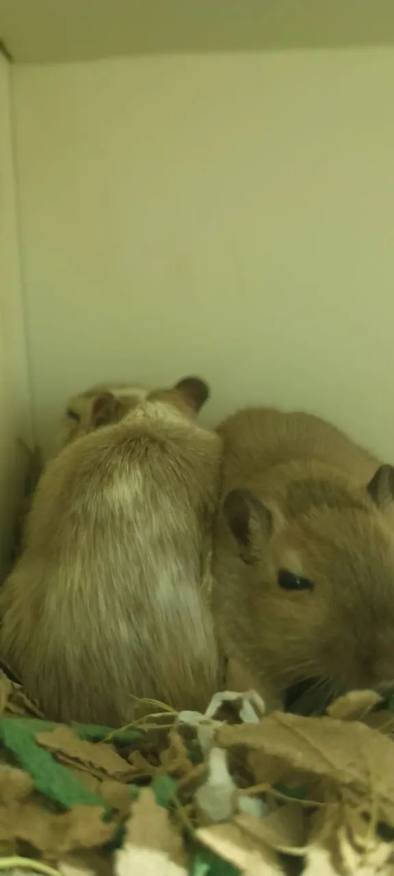 Gerbil do amor.  - Foto 3