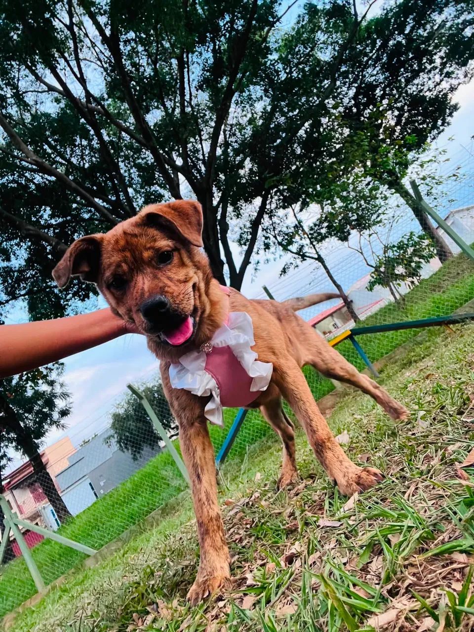 Pra dosção  - Foto 5