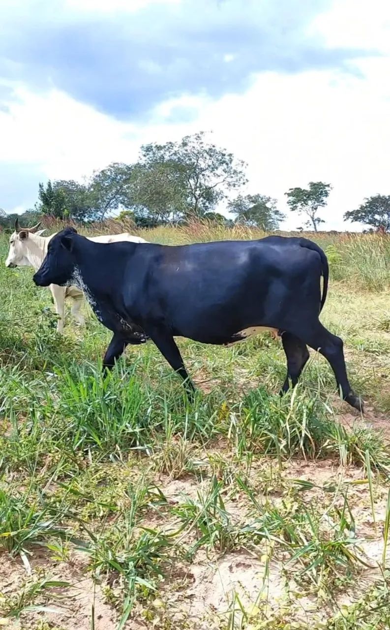 Vacas leiteiras - Foto 4