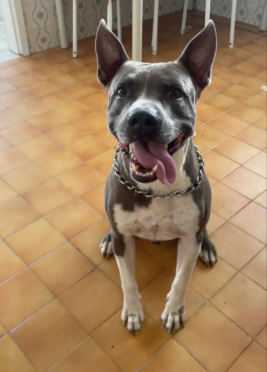 Procuro namorada pitbull - Foto 3