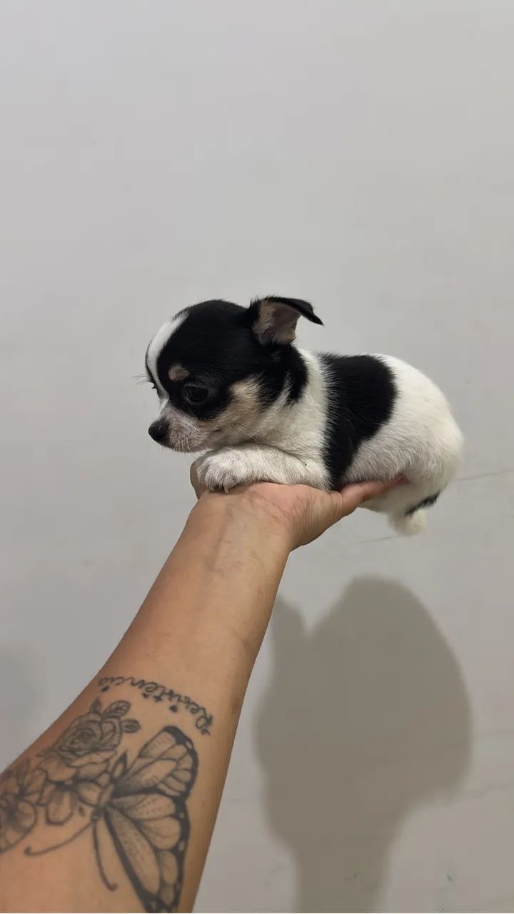 Chihuahua Macho 